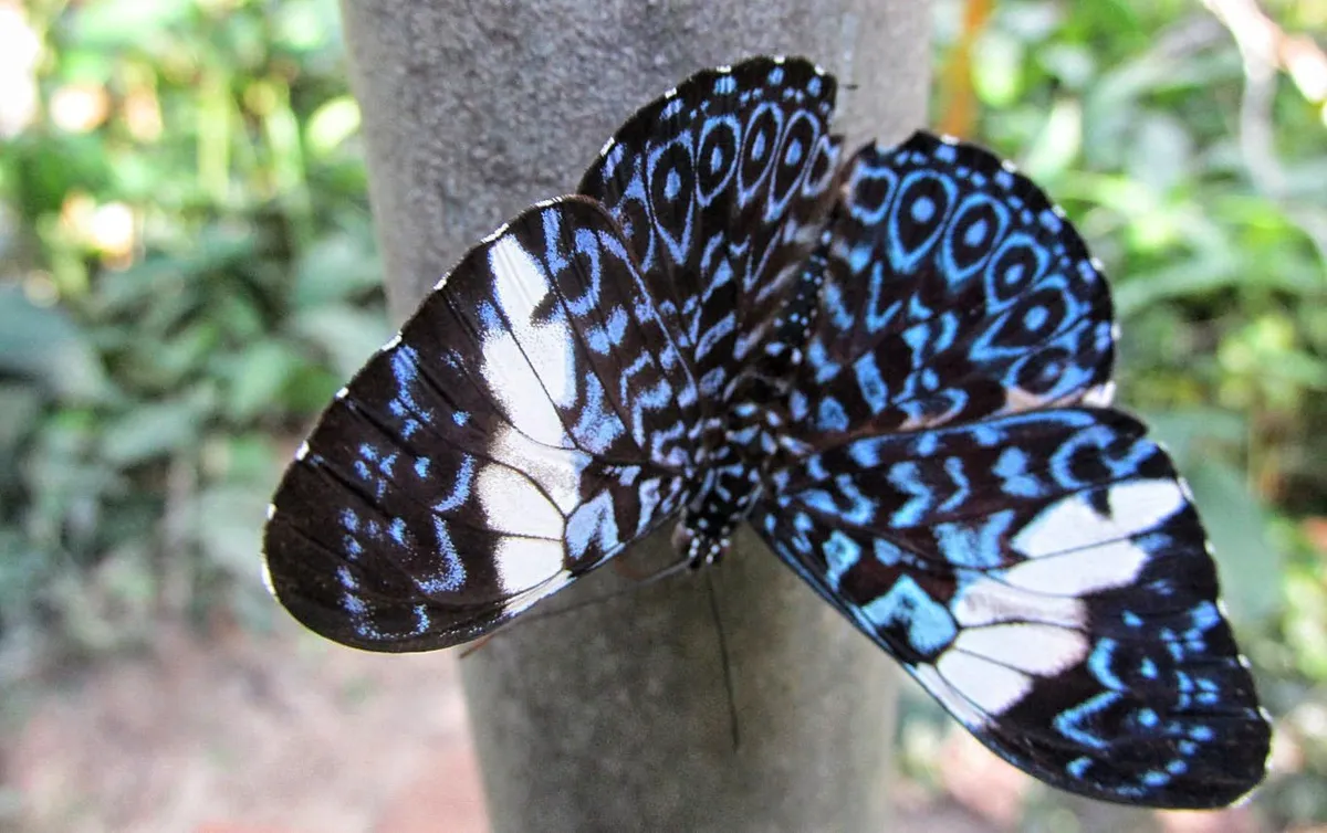 The stunning colors of an Amazon butterfly at Pilpintuwasi