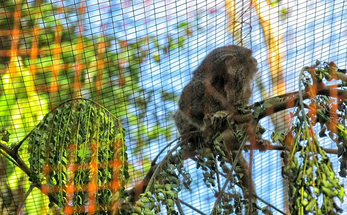 Pygmy marmoset at Pilpintuwasi