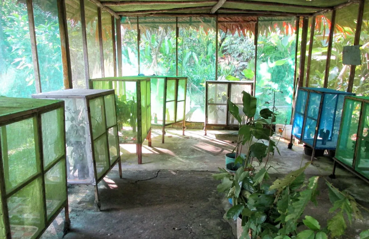 Inside the Butterfly hatchery at Pilpintuwasi Butterfy Farm