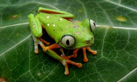 The Top 11 Frogs You Won’t Find in Tarapoto, Peru