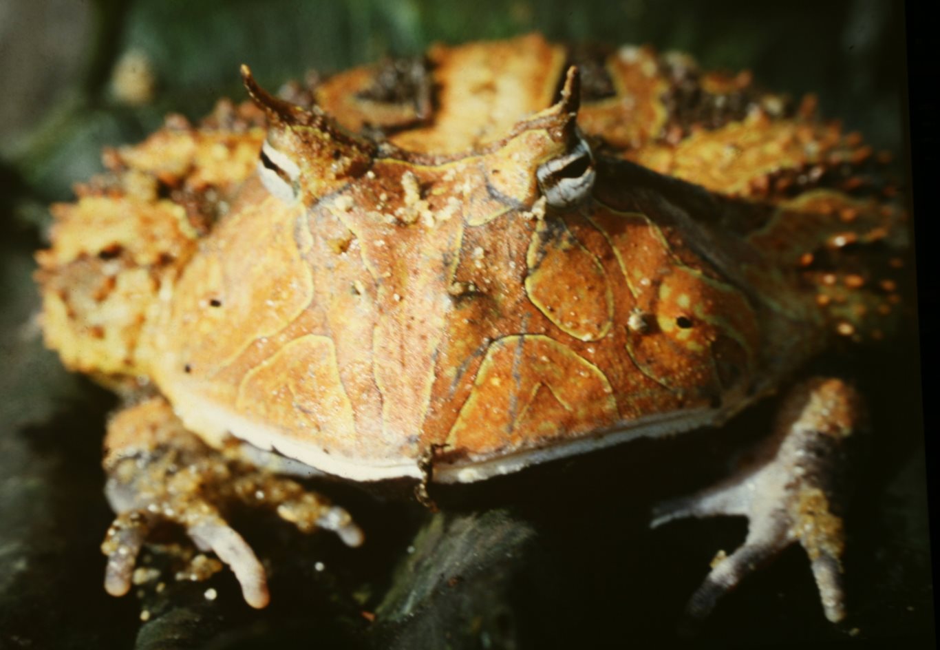 Ceratophrys cornuta, Amazon Horned Frog