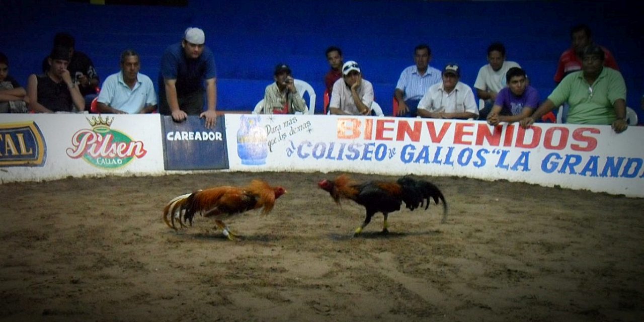 Cockfighting in Peru: The Merchant, the Careador, the Spectator