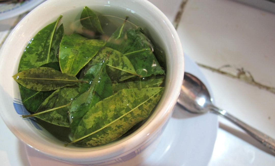 Drinking Coca Tea Drug Test Results. What You should know in 2022