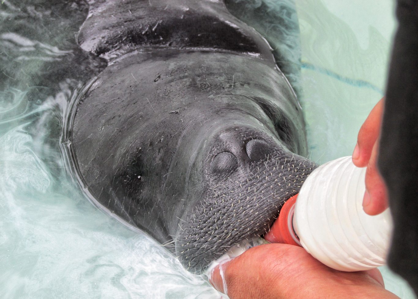 Feeding a baby manatee at the Manatee Rescue Center, Iquitos | New Peruvian