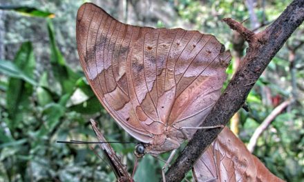 Visiting Pilpintuwasi Butterfly Farm and Animal Orphanage in Iquitos
