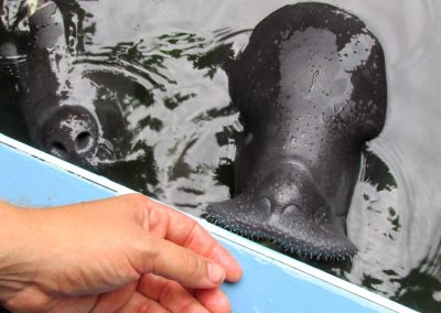 Orphaned manatees in Iquitos
